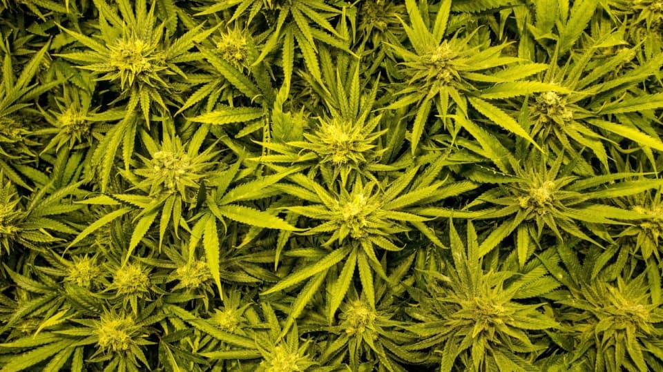 Marihuana je droga, která se získává usušením květenství samičích rostlin konopí.